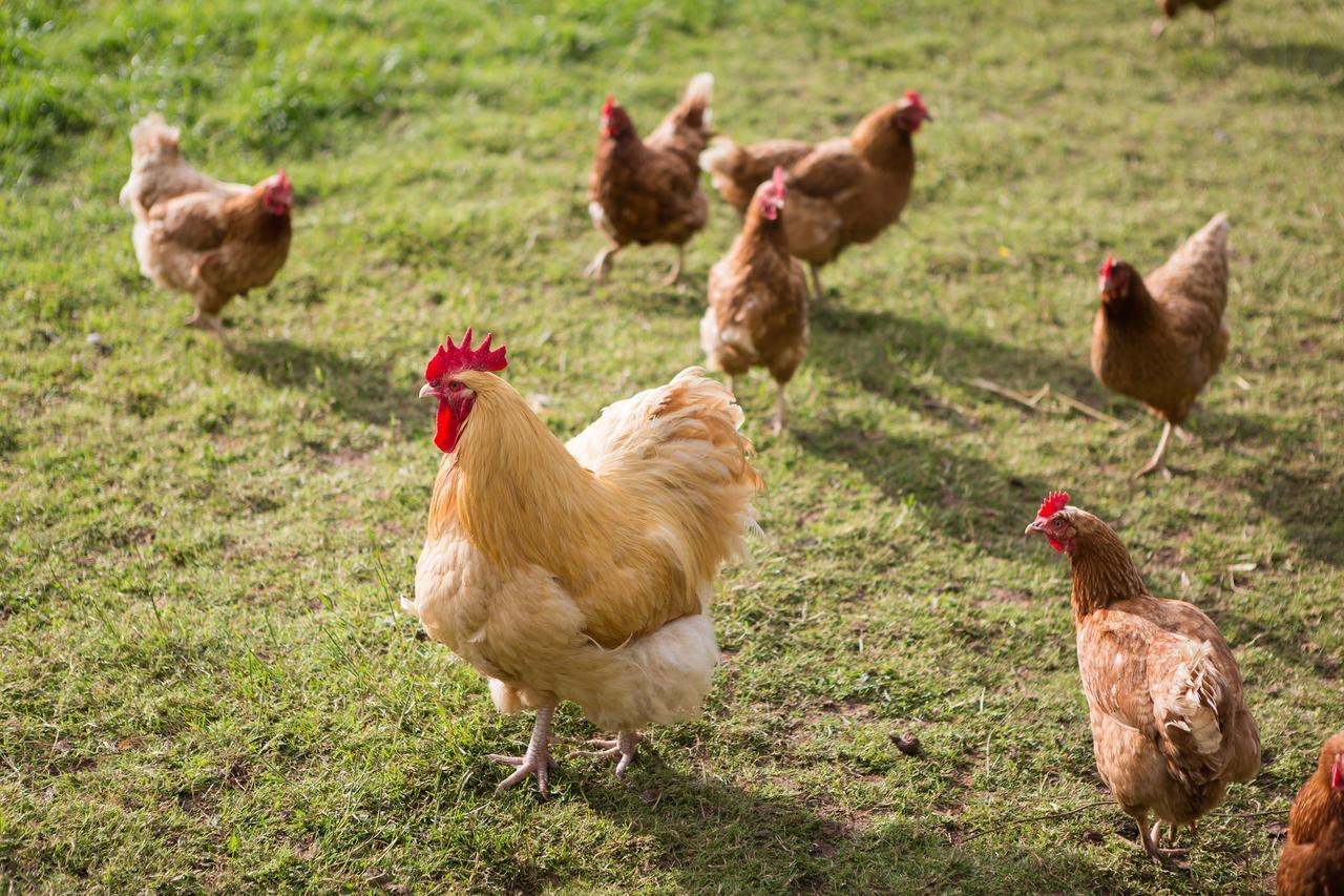 Resparveth Farm B&B Truro Dış mekan fotoğraf